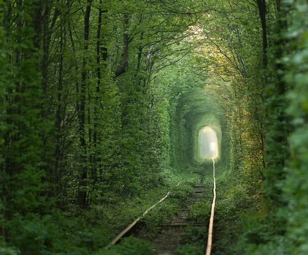 緑のトンネル. — ストック写真