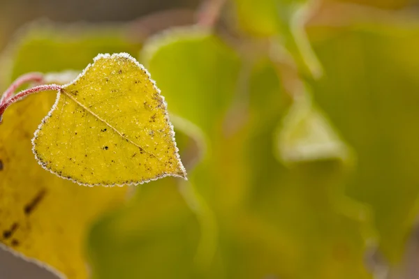 Bevroren Herfstblad. — Stockfoto