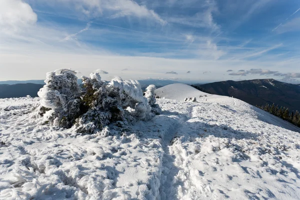 Paisaje invierno. —  Fotos de Stock