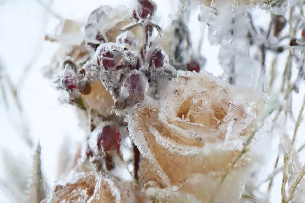 Bevroren bloemen. — Stockfoto