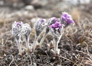 bir ormandaki pasque çiçek