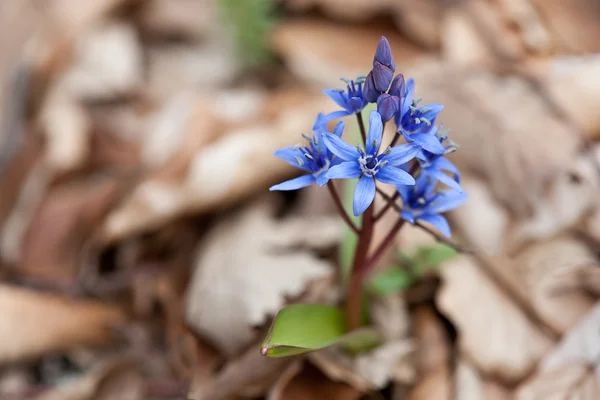 Lente blauwe bloem. — Stockfoto