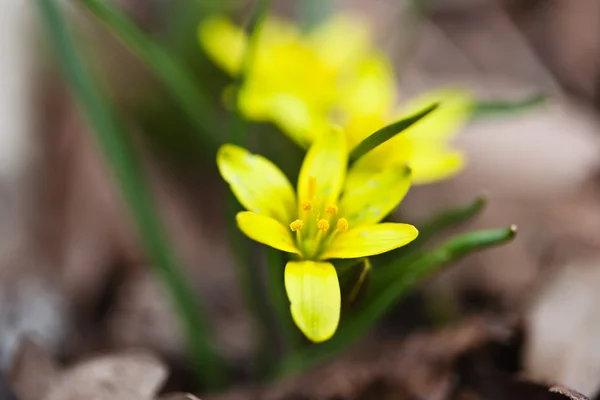 Primavera fiore giallo — Foto Stock