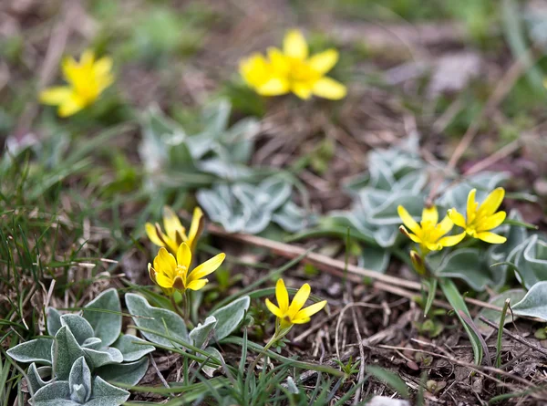 Primavera fiore giallo — Foto Stock