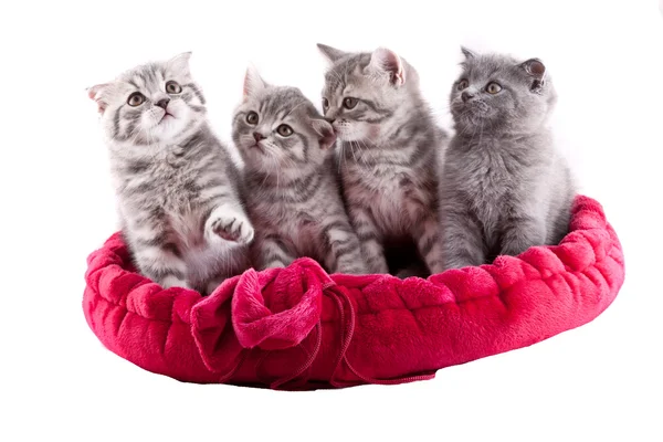 Grupp av kattungar. — Stockfoto