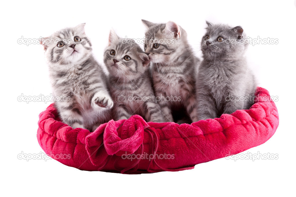 Group of kittens.