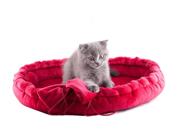 Little kitten. — Stock Photo, Image