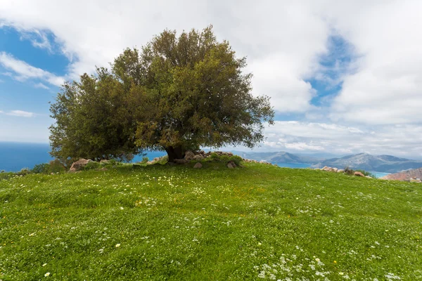 Árbol solitario . — Foto de Stock