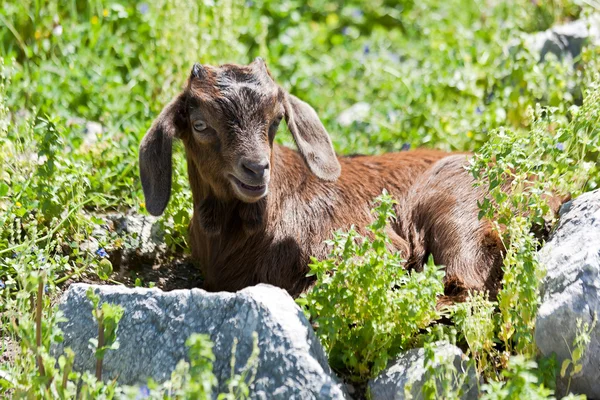 Маленькая коза . — стоковое фото