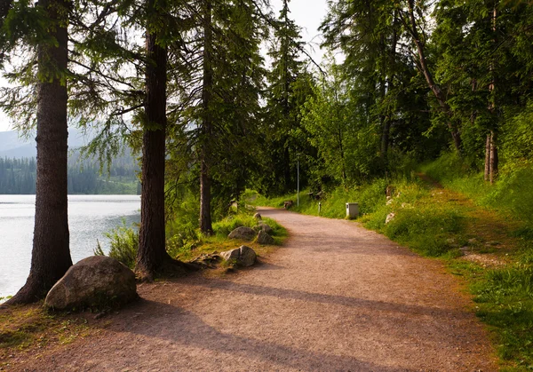 Avondlicht in bos. — Stockfoto