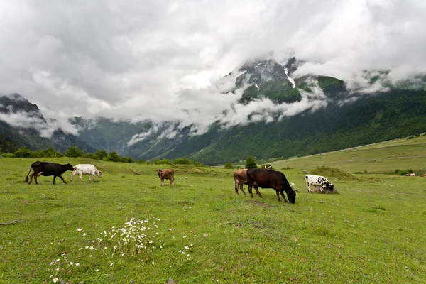 Paysage de montagne avec vaches. — Photo