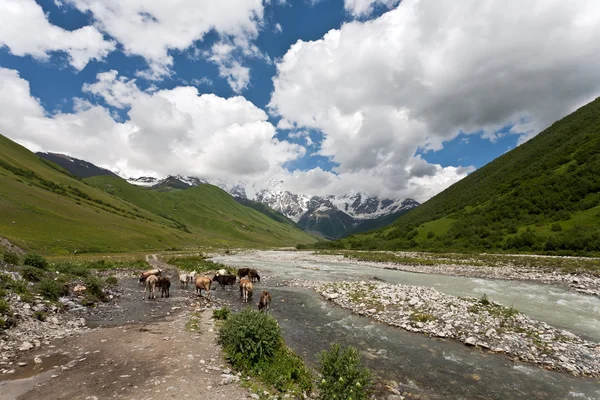 Ορεινό τοπίο με αγελάδες. — Φωτογραφία Αρχείου