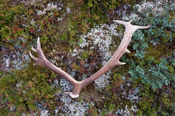 Deer horns. — Stock Photo, Image