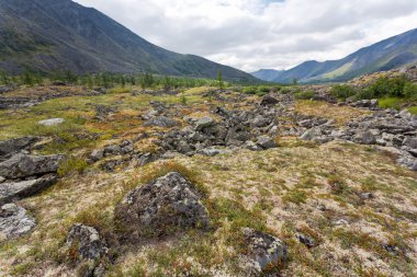 Tundra peyzaj.