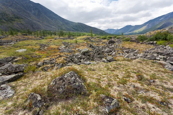 Tundra landscape. — Stock Photo, Image