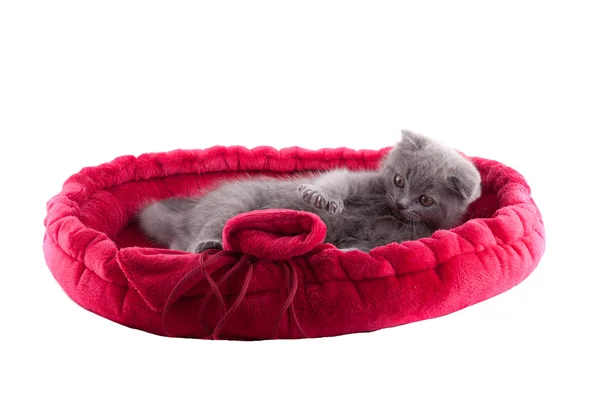 Isolated kitten — Stock Photo, Image