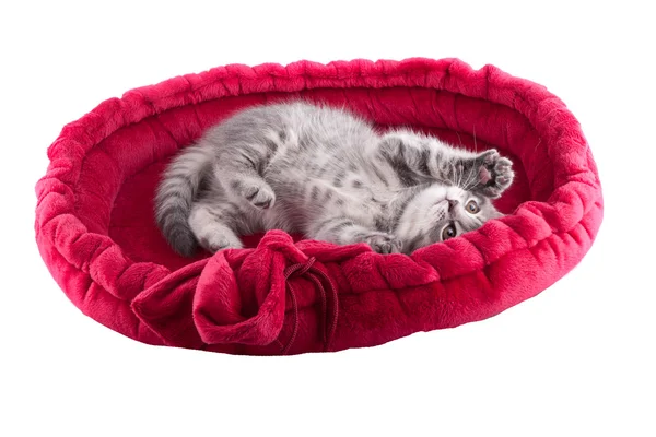 Isolated kitten — Stock Photo, Image