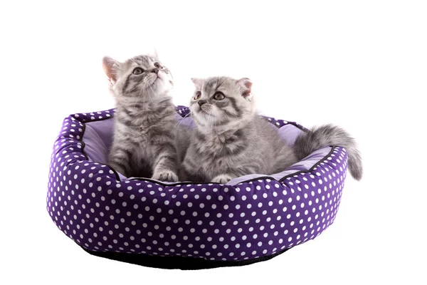 Isolated kittens. — Stock Photo, Image