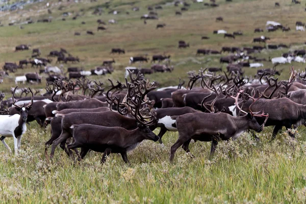 야생 deers. — 스톡 사진