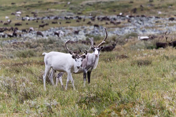 야생 deers — 스톡 사진