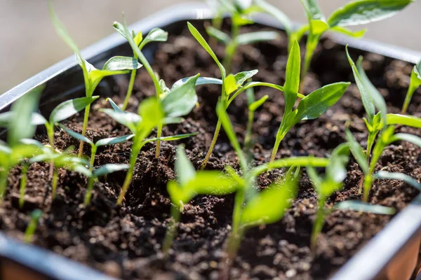 Parlak güneş ışığı altında bir tencere kenarında büyüyen yeşil bitki fidanlarının makro çekimi. Saksıda sebze tohumu. Kapalı alanda bahçıvanlık ve fidanlar.