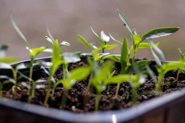Parlak güneş ışığı altında bir tencere kenarında büyüyen yeşil bitki fidanlarının makro çekimi. Saksıda sebze tohumu. Kapalı alanda bahçıvanlık ve fidanlar.