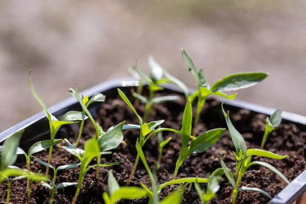 Parlak güneş ışığı altında bir tencere kenarında büyüyen yeşil bitki fidanlarının makro çekimi. Saksıda sebze tohumu. Kapalı alanda bahçıvanlık ve fidanlar.