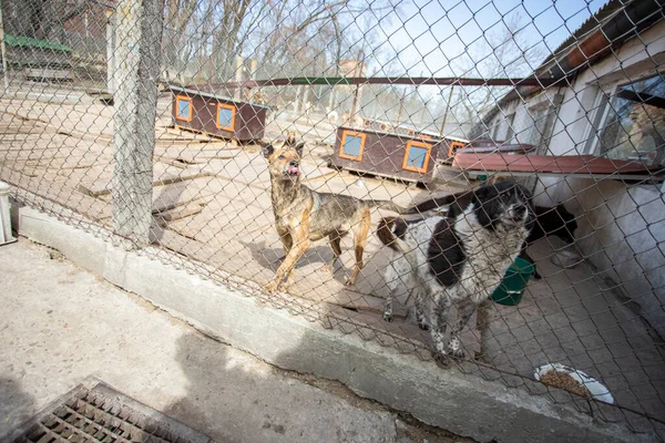 Rifugio Cani Raccolti Diverse Razze Abbandonate Alcune Persone Abbandonano Loro — Foto Stock