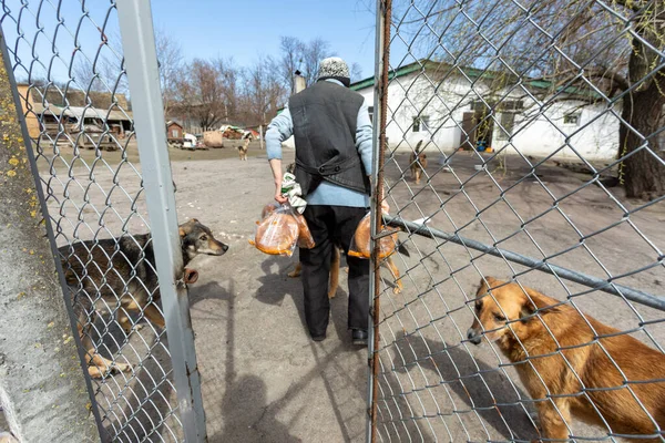 Regione Kyiv Ucraina 2022 Volontari Aiutano Rifugio Cani Gostomel Con — Foto Stock