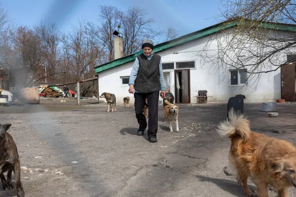Kyiv Region Ukraina 2022 Volontärer Hjälpa Hunden Skydd Gostomel Med — Stockfoto