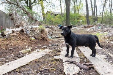 Terk edilmiş farklı türlerden toplanan köpek barınağı. Bazı insanlar evcil hayvanlarını terk eder, köpek kulübesine götürülünceye kadar sokaklarda dolaşırlar..