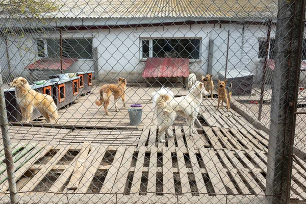 Rifugio Cani Raccolti Diverse Razze Abbandonate Alcune Persone Abbandonano Loro — Foto Stock