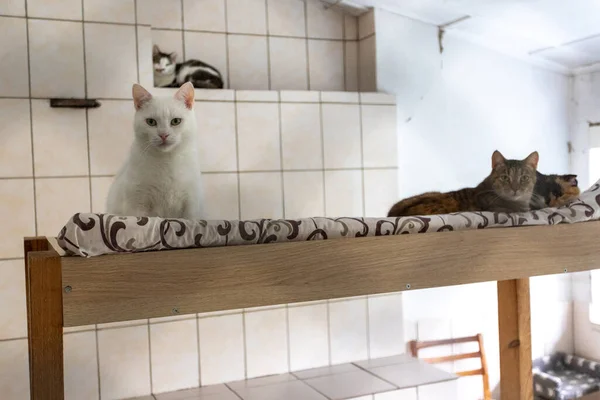 Shelter Cats Collected Different Breeds Abandoned Live Individual Enclosures People — Stock Photo, Image