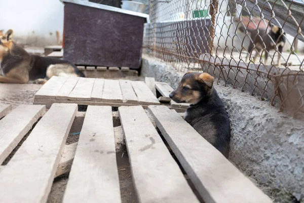Tierheim Für Ausgesetzte Hunde Verschiedener Rassen Manche Menschen Lassen Ihre — Stockfoto