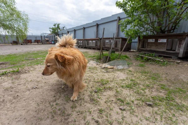 異なる品種から収集された犬の避難所は放棄された 犬小屋に連れて行かれるまで通りを歩き回るペットを放棄する人もいます — ストック写真