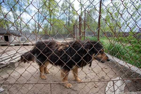 Καταφύγιο Των Σκύλων Που Συλλέγονται Από Διαφορετικές Φυλές Εγκαταλειφθεί Μερικοί Εικόνα Αρχείου