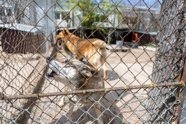 Rifugio Cani Raccolti Diverse Razze Abbandonate Alcune Persone Abbandonano Loro — Foto Stock