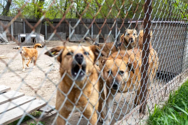 Καταφύγιο Των Σκύλων Που Συλλέγονται Από Διαφορετικές Φυλές Εγκαταλειφθεί Μερικοί — Φωτογραφία Αρχείου