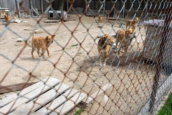 Menedék Kutyák Gyűjtött Különböző Fajták Elhagyott Néhányan Elhagyják Háziállataikat Akik — Stock Fotó