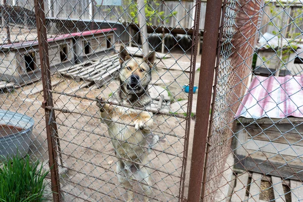 Tierheim Für Ausgesetzte Hunde Verschiedener Rassen Manche Menschen Lassen Ihre — Stockfoto