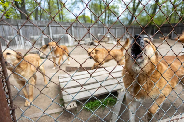 Shelter Dogs Collected Different Breeds Abandoned Some People Abandon Pets ロイヤリティフリーのストック画像