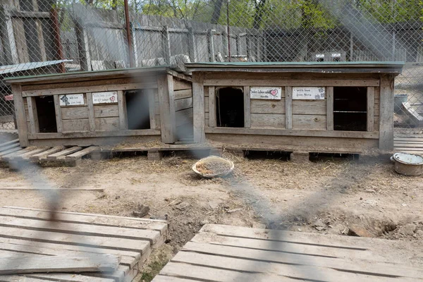 Shelter Dogs Collected Different Breeds Abandoned Dog Kennels Donated People 스톡 사진