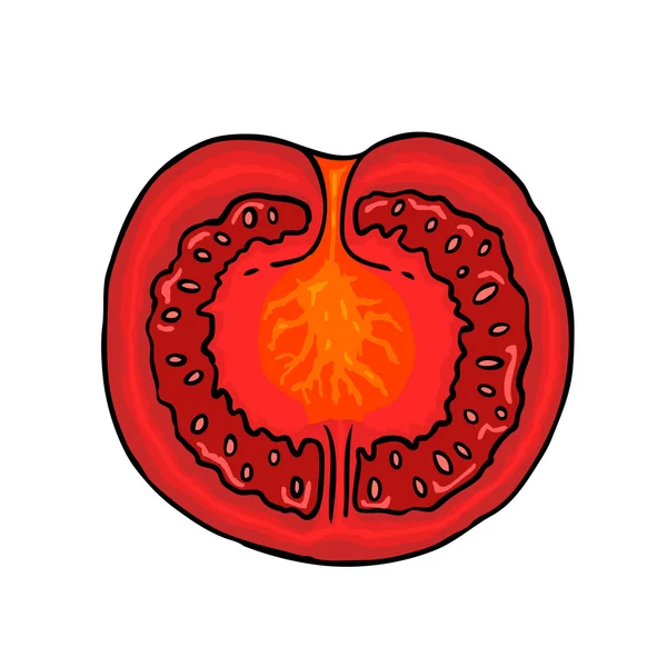 Tomate rojo — Vector de stock