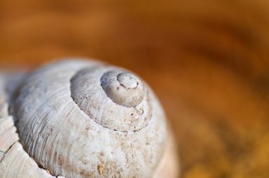 Seashell makro
