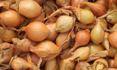 soğan doku
