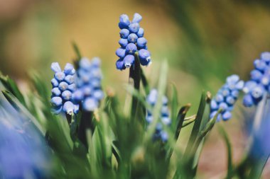 Baharın başlarında üzüm sümbülü Muscari Ermeniacum çiçek açıyor. Muscari çiçek çayırı. 
