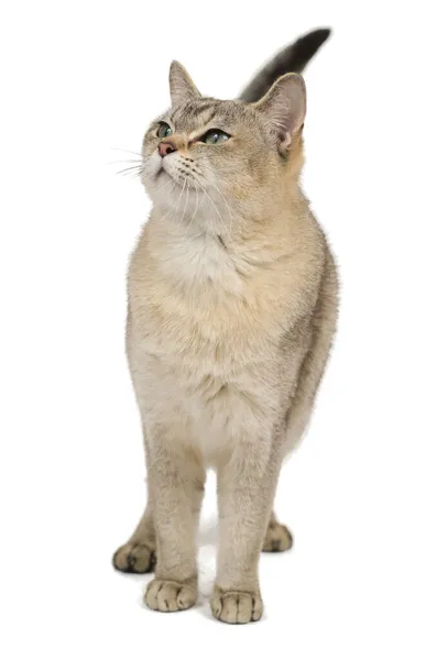 立っているバーミラ猫の肖像 白に隔離 — ストック写真