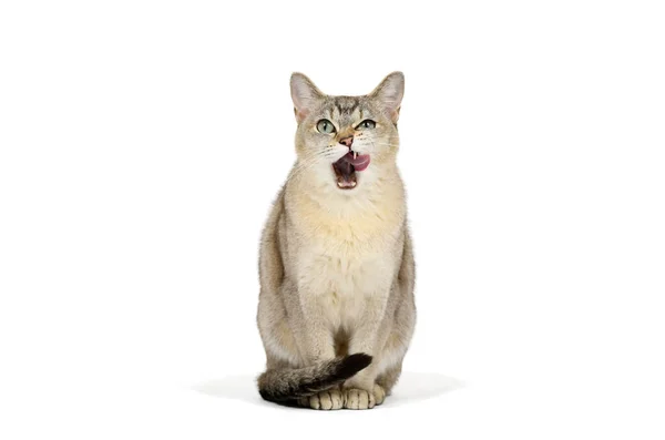 Licking Burmilla Cat Isolated White — Stock Photo, Image