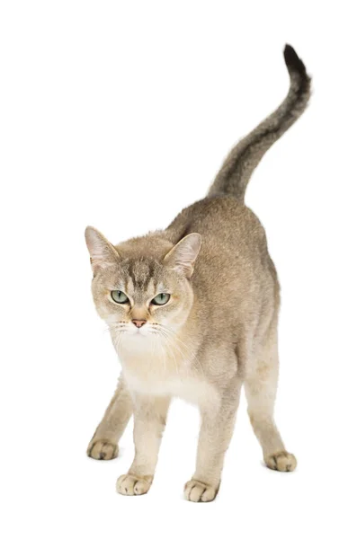 Portrait Standing Burmilla Cat Isolated White — Stock Photo, Image