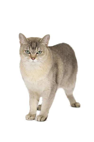立っているバーミラ猫の肖像 白に隔離 — ストック写真